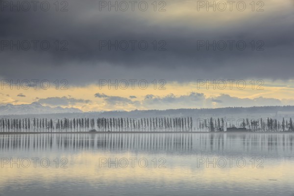 Lake Constance near Hegne under cloudy sky with poplar alley on the horizon, soft shades of yellow and gray dominate the peaceful evening mood, hair dryer atmosphere, Hegne, Reichenau island, Gnadensee, district of Constance, Baden-Württemberg, Germany