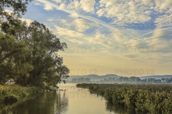 Picturesque river landscape with trees and clouds in the sky. Quiet morning atmosphere in harmonious colors, Aachen estuary, Lake Constance, Höri peninsula, moss, Radolfzell, Konstanz district, Baden-Württemberg, Germany