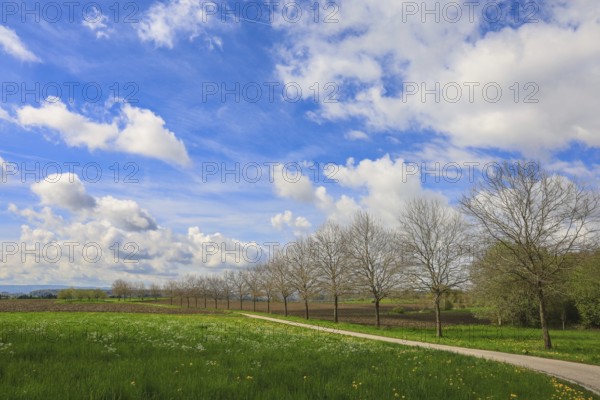 Lonely country road through a green meadow, lined with trees, with blue sky and white clouds, Eigeltingen-Homberg, Hegau, Konstanz district, Baden-Württemberg, Germany