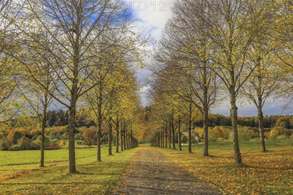 Tree-lined trail in autumn with yellow leaves and cloudy sky, Hofgut Dauenberg avenue, Eigeltingen-Homberg, Hegau, Konstanz district, Baden-Württemberg, Germany