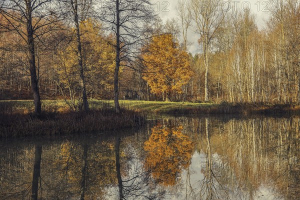 Quiet autumn landscape with trees and their reflection in the lake, Hofgut Dauenberg, Eigeltingen-Homberg, Hegau, Konstanz district, Baden-Württemberg, Germany