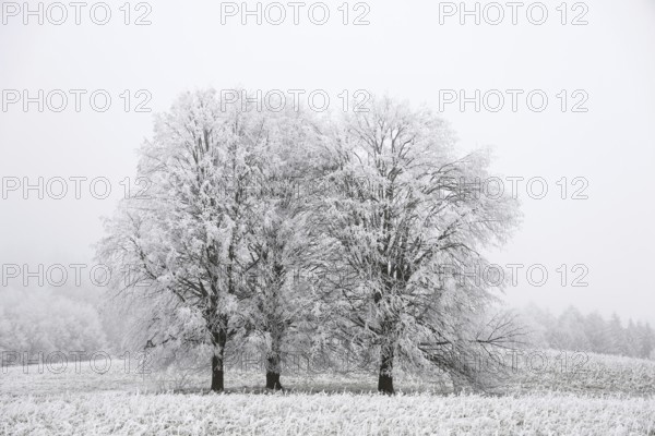 Snowy trees in a foggy winter landscape that conveys a calm and cold atmosphere, Eigeltingen-Homberg, Hegau, Konstanz district, Baden-Württemberg, Germany