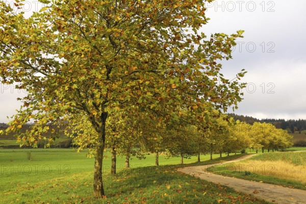 Maple trees (Acer) with yellow autumn leaves along a winding path in a green landscape, Eigeltingen-Homberg, Hegau, district of Constance, Baden-Württemberg, Germany