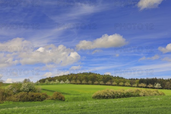 Soft green fields and blue sky with white clouds convey a peaceful spring landscape, Eigeltingen-Homberg, Hegau, Konstanz district, Baden-Württemberg, Germany