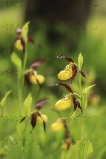 Close-up of yellow-brown orchid flowers (Cypripedium calceolus) in greenery with blurred background, Upper Danube nature park Park, Bergsteig, Tuttlingen district, Baden-Württemberg, Germany