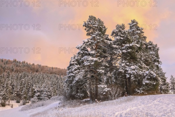 Snowy pine trees in a winter landscape at sunset under a pink-orange sky, Upper Danube nature park Park, Bergsteig, Tuttlingen district, Baden-Württemberg, Germany