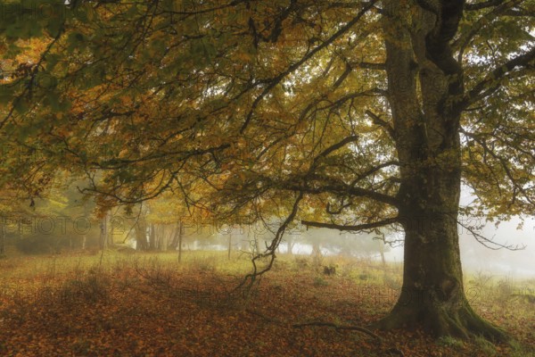 Autumn landscape with a large tree in fog surrounded by colorful foliage, Upper Danube nature park Park, Stiegelesfelsen Nature Reserve, Fridingen, Tuttlingen District, Baden-Württemberg, Germany
