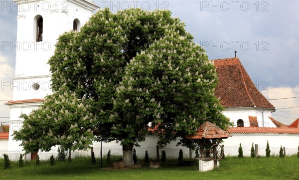 The Reformed Church in Lisznyo, Lisnau, with a blossoming chestnut tree in front, a historic monument in Covasna District, Transylvania, Romania