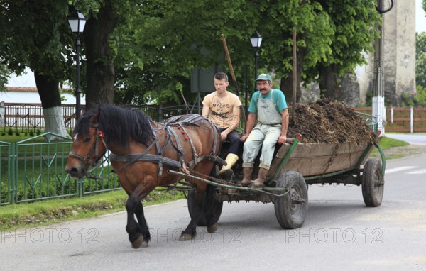 Two men in Romania driving a carriage pulled by a cold-blooded horse. In rural regions of the country, such horse-drawn carriages are still an everyday means of transport for agricultural goods such as manure or hay, Transylvania, Romania