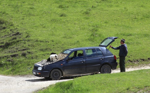 Selling puppies on the street, illegal dealer, Transylvania, Romania