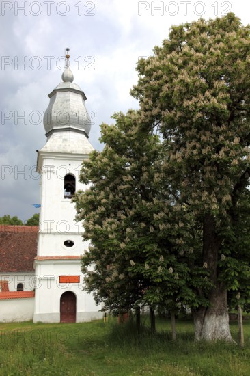 The Reformed Church in Lisznyo, Lisnau, with a blossoming chestnut tree in front, a historic monument in Covasna District, Transylvania, Romania