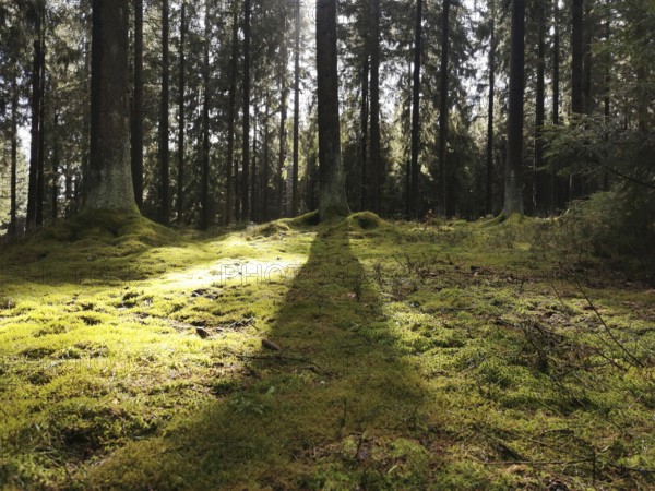 Sun rays illuminate the moss-covered forest floor and create a peaceful atmosphere, hiking in the Franconian Forest nature park Park, Germany