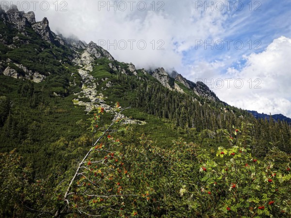 Lush mountain landscape with green trees against a blue, cloudy sky, hiking in the High Tatras National Park, Carpathian Mountains, Poland
