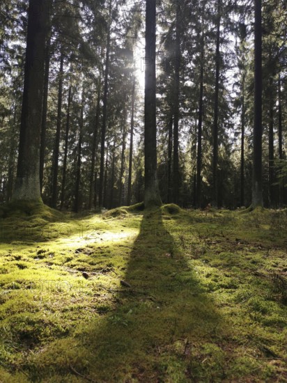Light falls through tall trees and casts shadows on the moss-covered forest floor, hiking in the Frankenwald nature park Park, Germany
