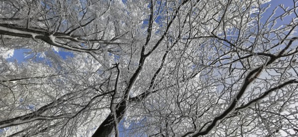 Snow-covered branches and clear sky in a cold winter landscape, hiking in the Frankenwald nature park Park, Germany