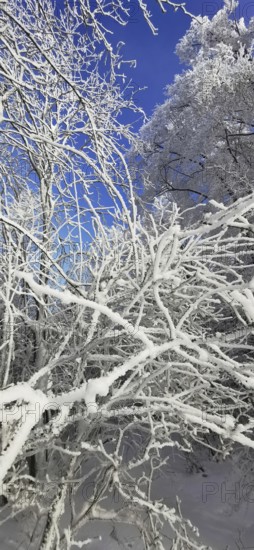 Snowy branches against a bright blue, clear winter sky, hiking in the Frankenwald nature park Park, Germany