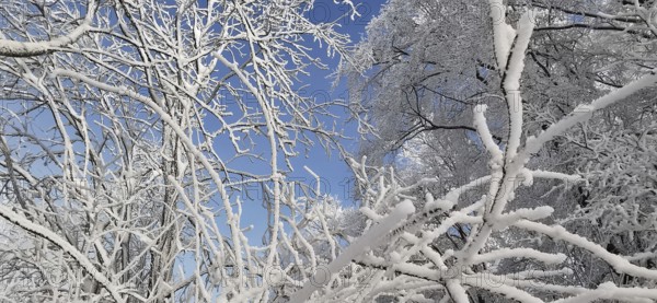 Snowy branches stretch out into the blue sky in a wintry scene, hiking in the Frankenwald nature park Park, Germany