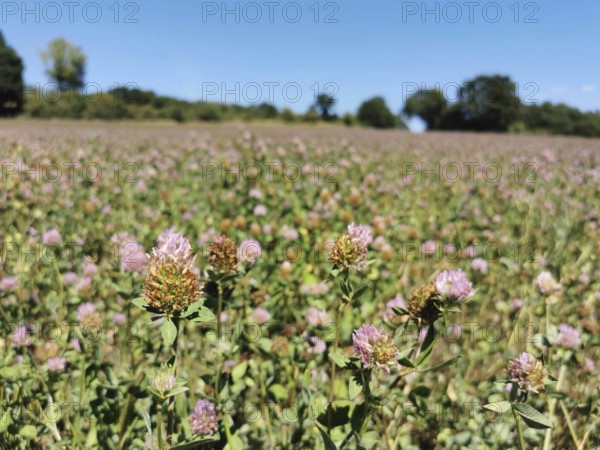 Field full of pink clover (trifolium) under a clear blue sky on a sunny day, Franconian Forest nature park Park