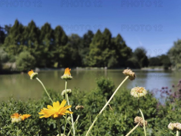 Yellow marigolds (calendula officinalis) in the foreground with a lake and trees in the background, Franconian Forest nature park Park
