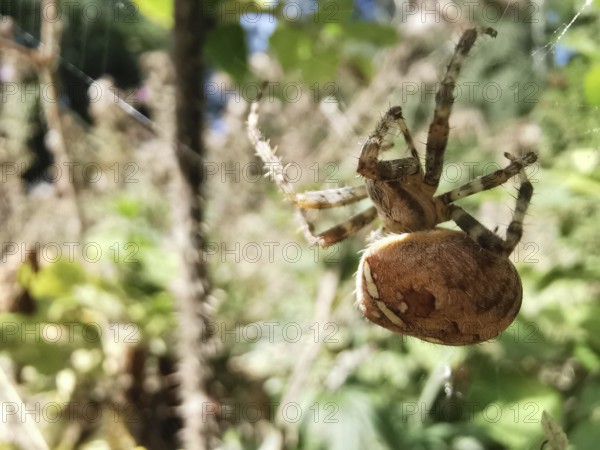 Cross spider (araneus) in a web in a natural environment in daylight, detailed and vividly depicted, Rennsteig, Franconian Forest nature park Park