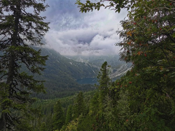 View through trees on a hidden lake, Morskie Oko surrounded by mountain scenery and dense forest, hiking in the High Tatras National Park, Carpathian Mountains, Poland