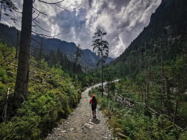 A hiker on a forest path surrounded by lush green fallen spruces (picea), climate change under a dramatic sky, High Tatras National Park, Carpathians, Poland