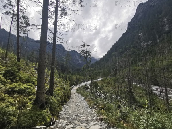 Hiking trail through a forest in mountainous surroundings with cloudy skies, High Tatras National Park, Carpathian Mountains, Poland