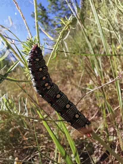 Colourful caterpillar of the spurge hawkmoth (hyles euphorbiae) on a green plant stem in nature, Franconian Forest nature park Park, Germany