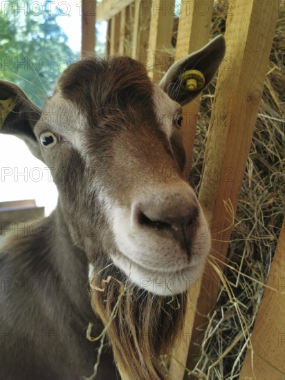 Portrait of a goat (caprae) in a barn with hay, looking curiously, Franconian Forest nature park Park