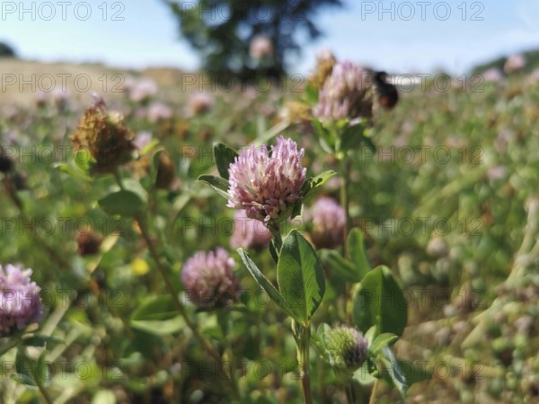 Close-up of pink clover (trifolium) in a field in sunny weather, Franconian Forest nature park Park