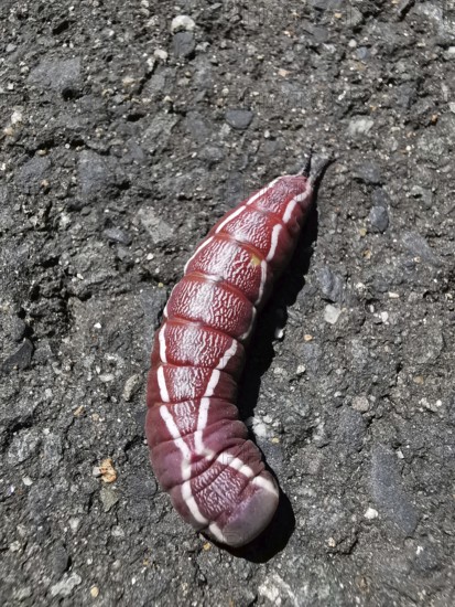 The red caterpillar of a puss moth (Cerura vinula) with white stripes crawls along an asphalt path, Thuringian Forest nature park Park