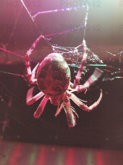 Close-up of a cross spider (araneus) in its web with pink and red light effects on a dark background in an urban environment, Krakow, Poland