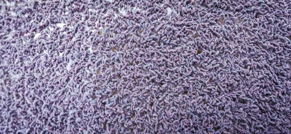Close-up of a huge group of springtails (Poduromorpha) in a puddle in the forest, hiking in the Franconian Forest nature park Park, Germany