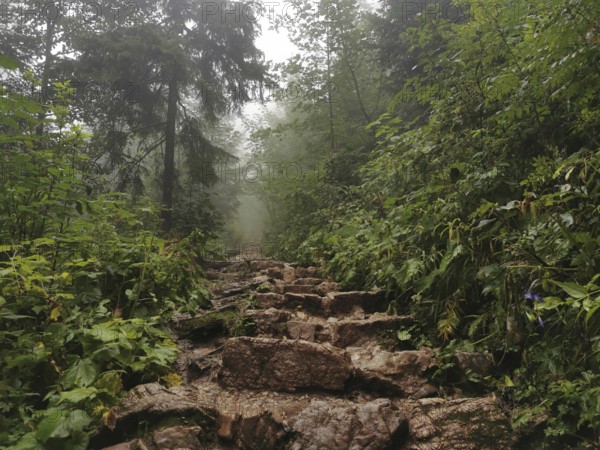 Rough, rocky path in foggy forest surrounded by lush greenery and nature, Zakopane, hiking to Kasprowy Wierch in the High Tatras National Park, Carpathian Mountains, Poland