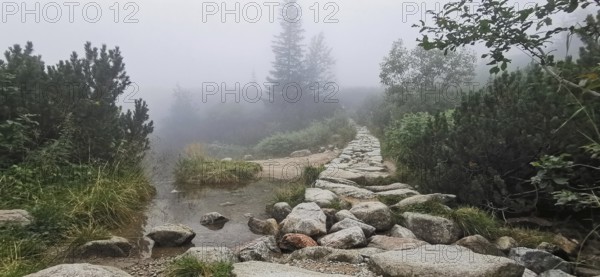 Stone trail leads through foggy, wooded landscape with water, Zakopane, hiking to Kasprowy Wierch in the High Tatras National Park, Carpathian Mountains, Poland