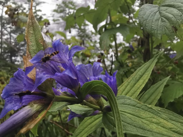 Purple flowers with a hoverfly (syrphidae) surrounded by green foliage in a lively natural environment, Zakopane, hike to Kasprowy Wierch in the High Tatras National Park, Carpathians, Poland