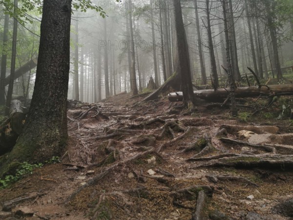 Forest trail with outstanding roots in foggy, humid surroundings, Zakopane, hiking to Kasprowy Wierch in the High Tatras National Park, Carpathian Mountains, Poland