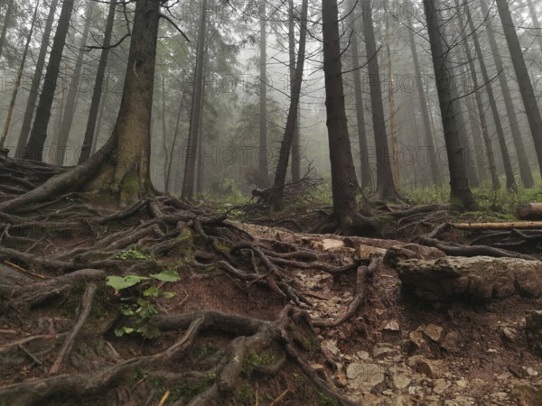 Forest with exposed roots and misty, mystical atmosphere, Zakopane, hiking to Kasprowy Wierch in the High Tatras National Park, Carpathian Mountains, Poland