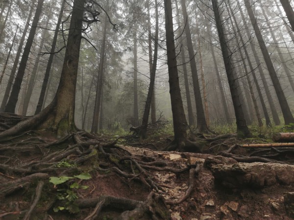 Forest with exposed roots and foggy, fairytale atmosphere, Zakopane, hiking to Kasprowy Wierch in the High Tatras National Park, Carpathian Mountains, Poland