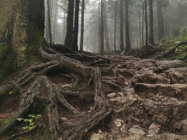 Trails with roots in the mystical foggy forest, Zakopane, hiking to Kasprowy Wierch in the High Tatras National Park, Carpathian Mountains, Poland