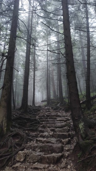 Rocky trail with strong roots in mystical, foggy forest, Zakopane, hiking to Kasprowy Wierch in the High Tatras National Park, Carpathian Mountains, Poland