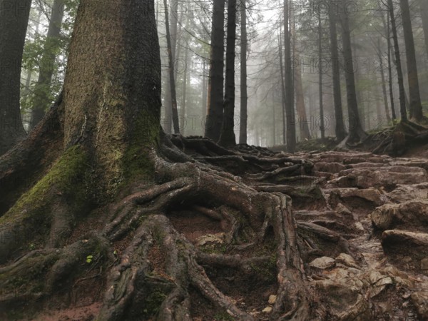 Forest with impressive rooted trees in foggy surroundings, Zakopane, hiking to Kasprowy Wierch in the High Tatras National Park, Carpathian Mountains, Poland
