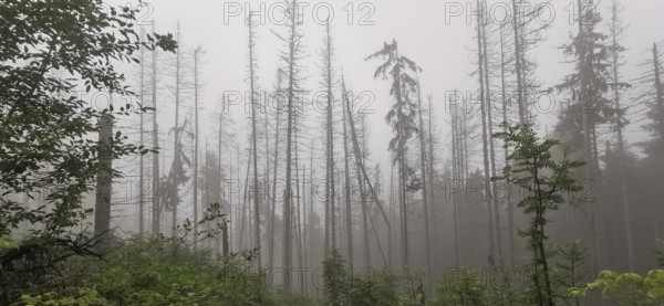 Dense foggy forest with bare trees and green vegetation, dead spruces (picea), climate change, Zakopane, hiking in the High Tatras National Park, Carpathians, Poland