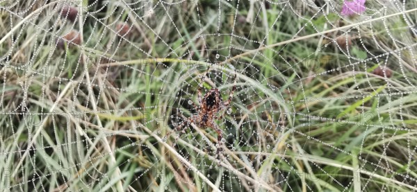 Spider web with spider (araneae) in the centre with dew drops over grass in nature, Zakopane, hiking in the High Tatras National Park, Carpathians, Poland