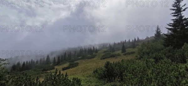 Foggy forest landscape with thick vegetation, Zakopane, hiking in the High Tatras National Park, Carpathian Mountains, Poland
