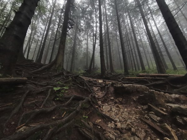 Mystical foggy forest with distinctive roots and rocky soil, Zakopane, hiking to Kasprowy Wierch in the High Tatras National Park, Carpathian Mountains, Poland