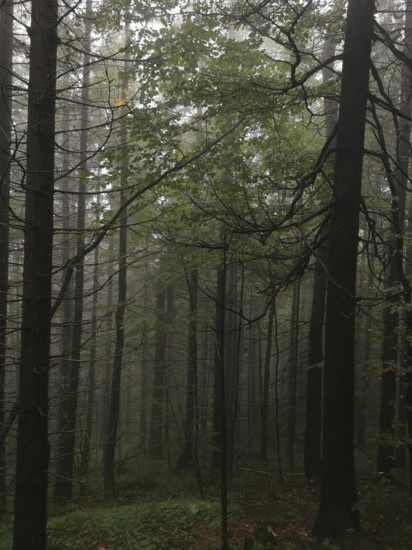 Dense forest with fog-covered trees and leaves, Zakopane, hiking to Kasprowy Wierch in the High Tatras National Park, Carpathian Mountains, Poland