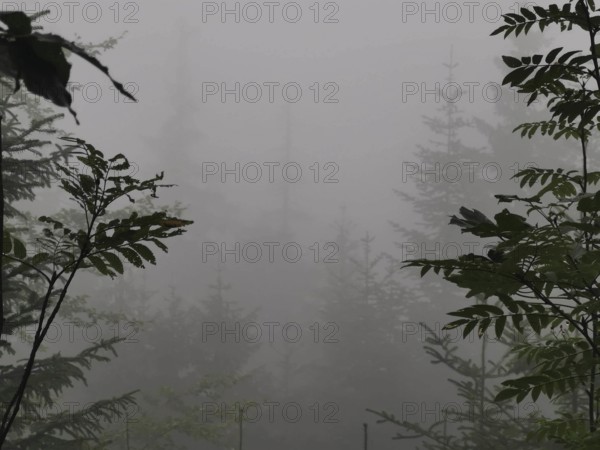Gloomy misty forest scene with silhouettes of trees in the background, Zakopane, hiking to Kasprowy Wierch in the High Tatras National Park, Carpathian Mountains, Poland