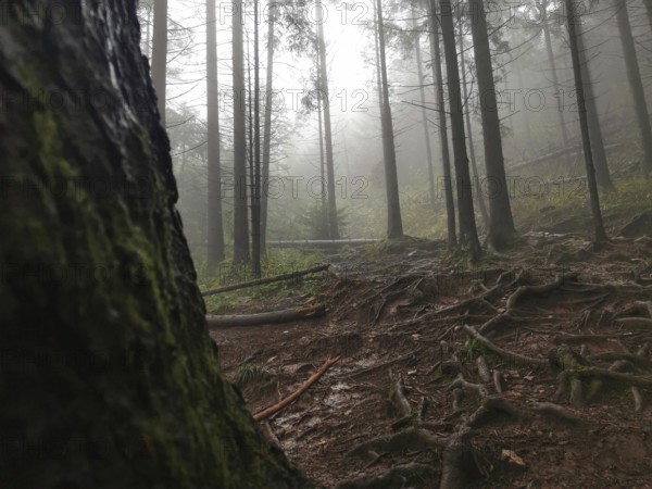 Dense forest with prominent tree trunks and roots in a mystical fog, Zakopane, hiking to Kasprowy Wierch in the High Tatras National Park, Carpathian Mountains, Poland