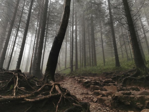 Mysterious, foggy forest with tall trees and rooted trails, Zakopane, hiking to Kasprowy Wierch in the High Tatras National Park, Carpathian Mountains, Poland